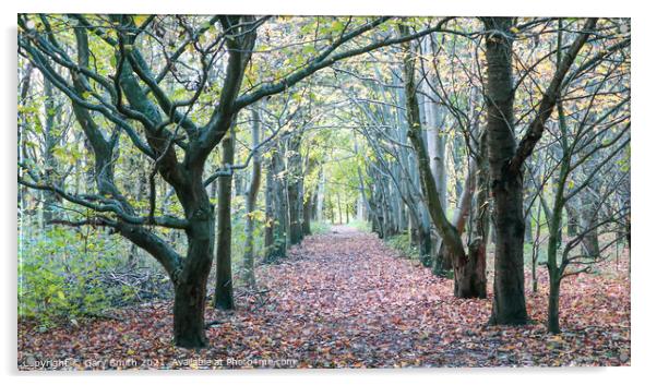 Lines of Trees and Leaf Path Acrylic by GJS Photography Artist