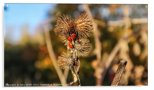  Ladybirds on a Seeded Thistle Acrylic by GJS Photography Artist