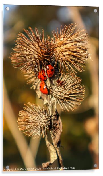3 Ladybirds on Seeded Thistle in Autumn Sun Acrylic by GJS Photography Artist