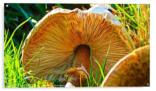 Medusa Mushroom Showing Fins Acrylic by GJS Photography Artist