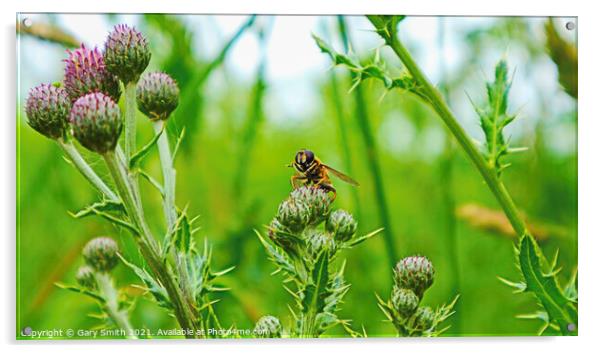 Hoverfly on Thistle Acrylic by GJS Photography Artist