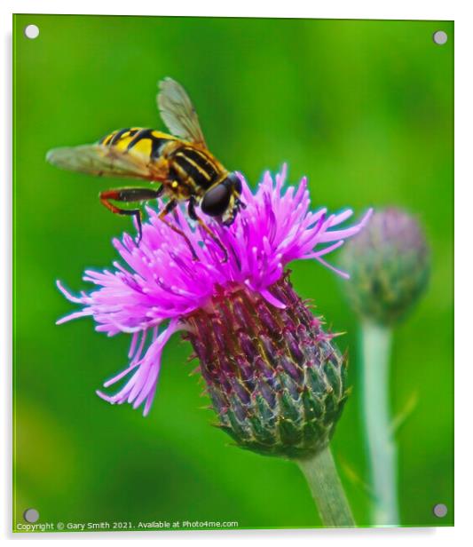 The Majestic Hoverfly A Pollinators Story Acrylic by GJS Photography Artist