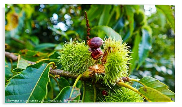 Chestnuts Breaking Open  Acrylic by GJS Photography Artist