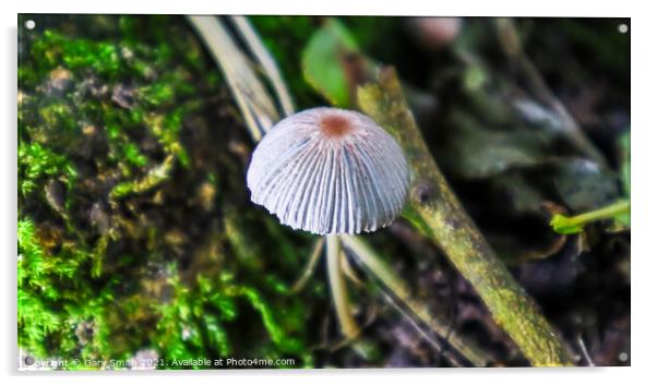A Lone Grisette Mushroom  Acrylic by GJS Photography Artist