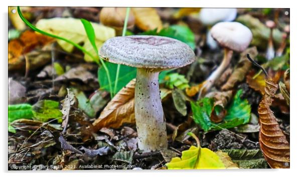 Mushroom with Texture and Colour Acrylic by GJS Photography Artist