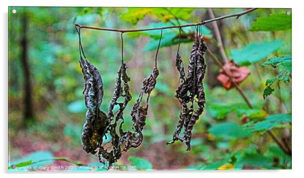 Dead Rotting Leaves Hanging  Acrylic by GJS Photography Artist