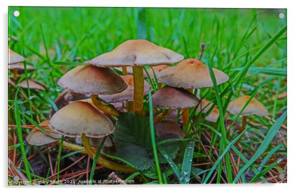 Mushroom Cluster Acrylic by GJS Photography Artist