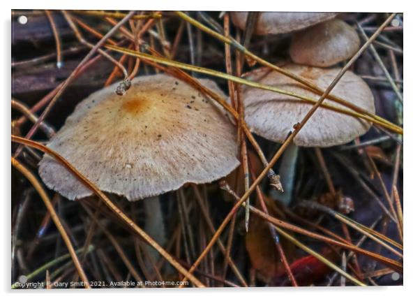 Colour in Fungi Acrylic by GJS Photography Artist
