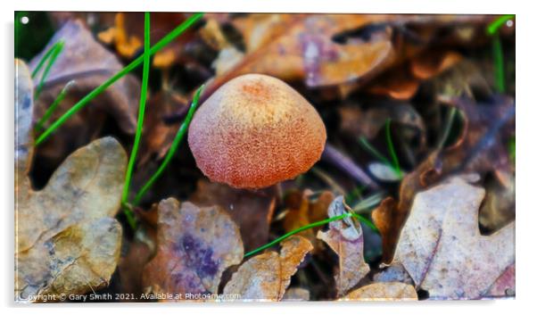 Textured Fungi Matching Colours Acrylic by GJS Photography Artist