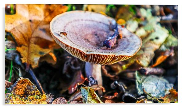 Bug on Fungi in the Woods Acrylic by GJS Photography Artist
