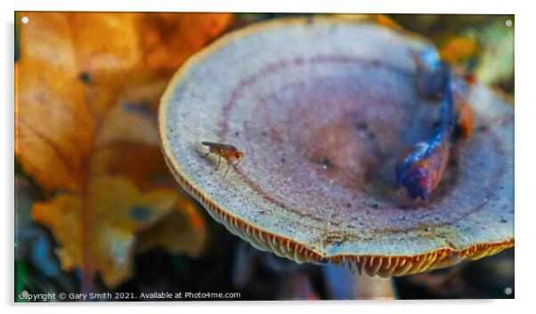 Bug on a Fungi in a Wood Acrylic by GJS Photography Artist