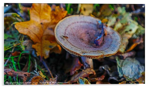 Bug on a Fungi in a Wood in Leaves Acrylic by GJS Photography Artist