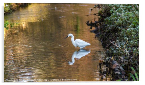 Egret Reflection  Acrylic by GJS Photography Artist