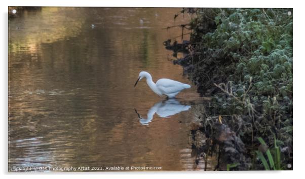 Egret Reflection Looking for Fish Acrylic by GJS Photography Artist