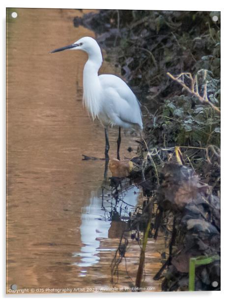 Egret standing waiting Acrylic by GJS Photography Artist