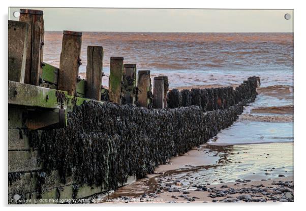 Seaweed on the Groins Acrylic by GJS Photography Artist