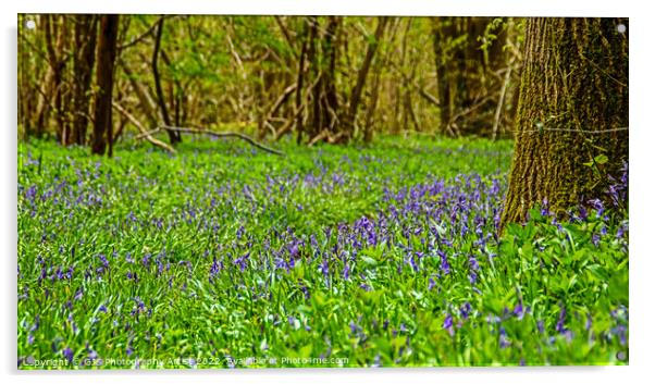 Carpet of BlueBells Acrylic by GJS Photography Artist
