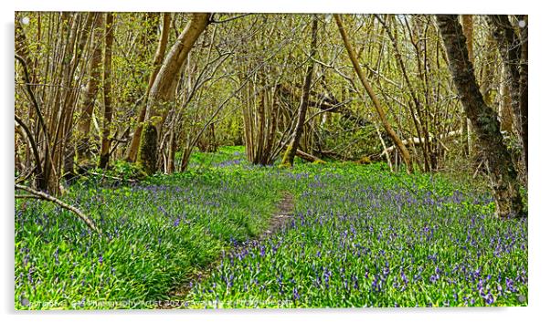Bluebell Path Acrylic by GJS Photography Artist