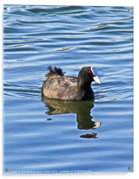 Moorhen  Reflection and Ripples Acrylic by GJS Photography Artist