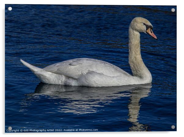 Swan Reflections Acrylic by GJS Photography Artist