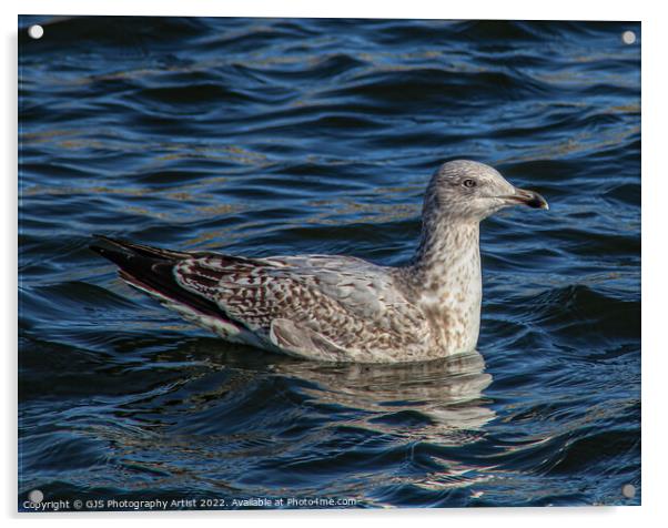 Gull Chick Acrylic by GJS Photography Artist