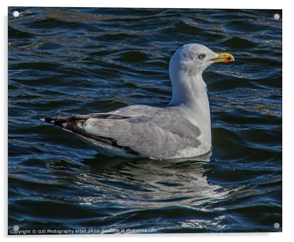 Seagull in the Water Gardens  Acrylic by GJS Photography Artist