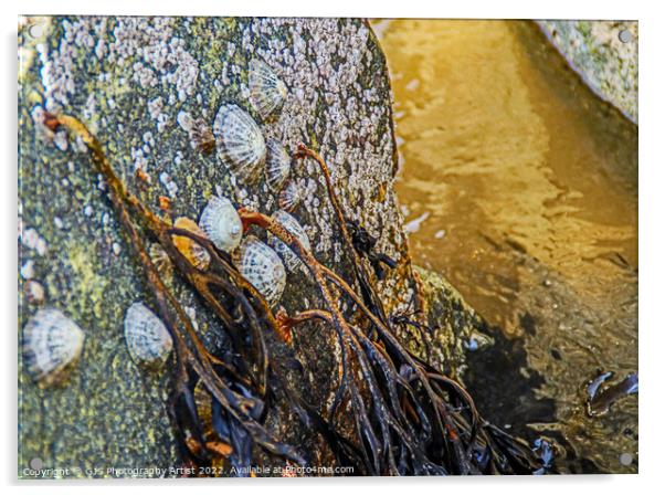Barnicles and Limpets and Seaweed Acrylic by GJS Photography Artist
