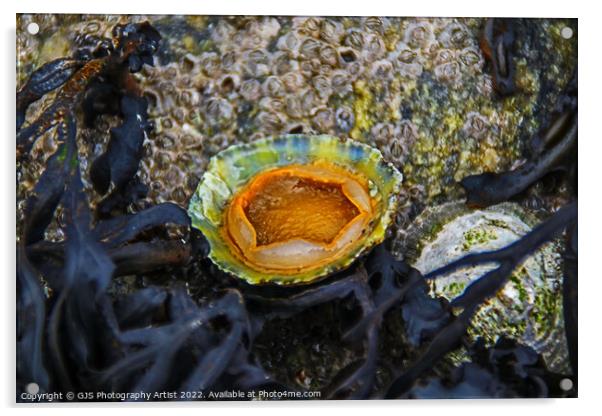 Underside of a Limpet Acrylic by GJS Photography Artist