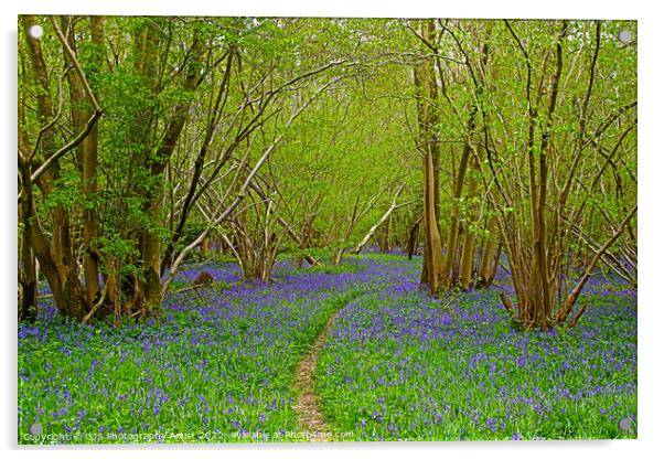 The Path and The Bluebells Acrylic by GJS Photography Artist