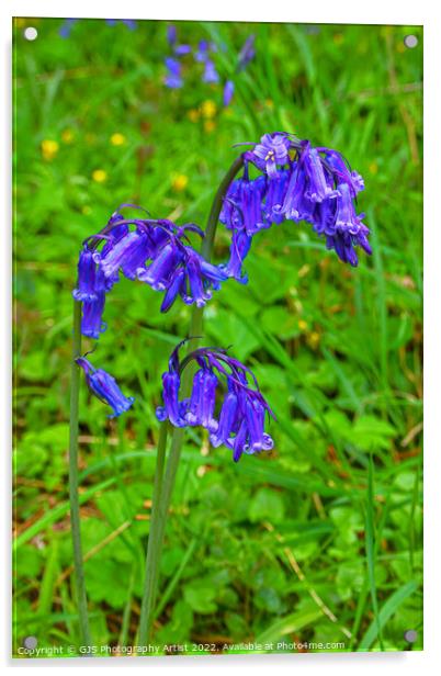 Simply Bluebells  Acrylic by GJS Photography Artist