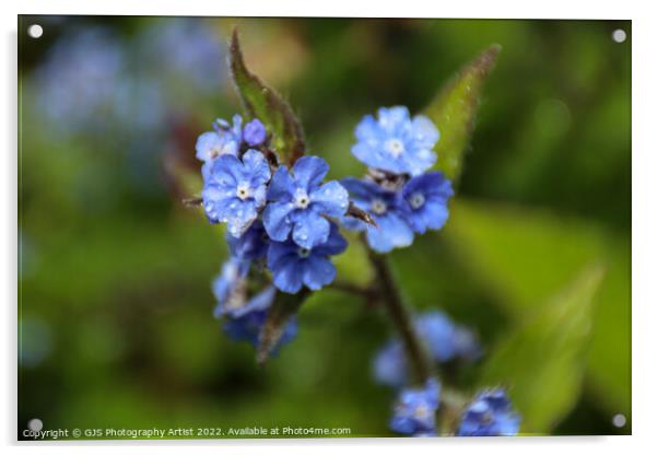 5 Leaf Blue Flower Acrylic by GJS Photography Artist