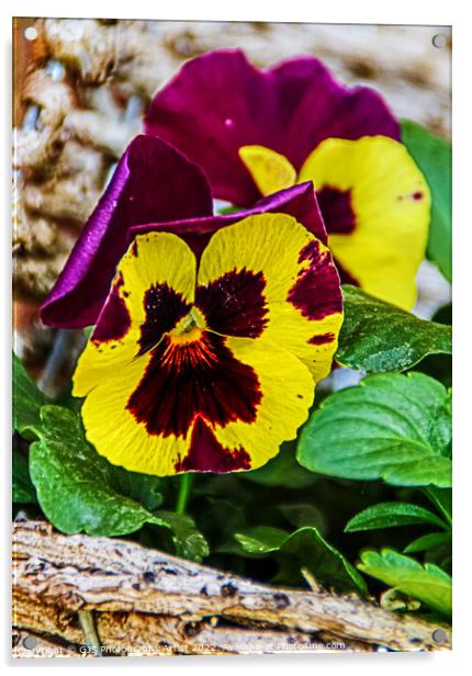 Yellow and Purple Pansy Acrylic by GJS Photography Artist