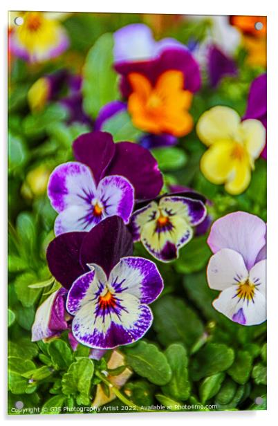 Pansy Allsorts Acrylic by GJS Photography Artist