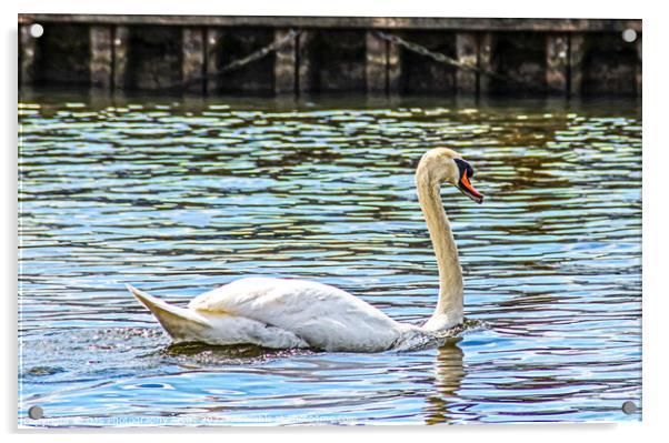 Gracefull Swan On The Norfolk Broads Acrylic by GJS Photography Artist