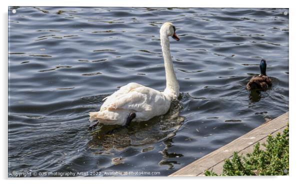 The Swan and Duck Acrylic by GJS Photography Artist