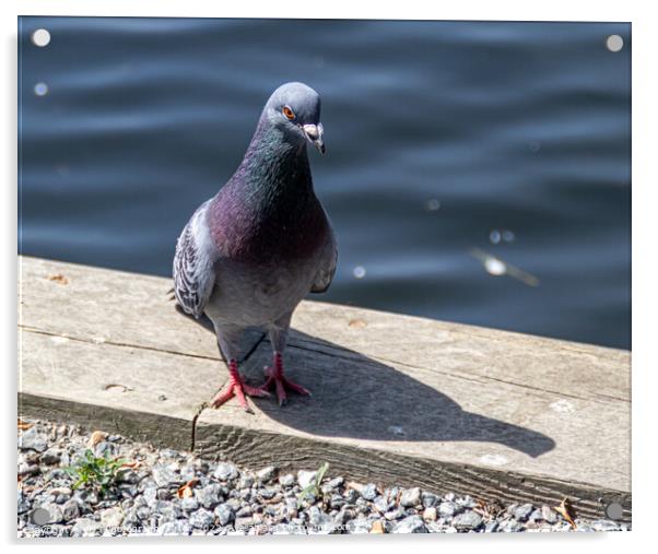 Pigeon Poseing Acrylic by GJS Photography Artist