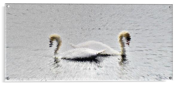Swans Extrude Acrylic by GJS Photography Artist