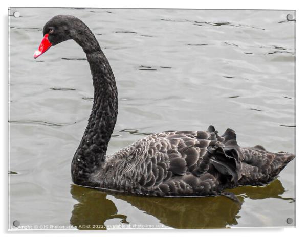 Australian Black Swan Acrylic by GJS Photography Artist