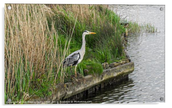 Heron on the Broads Acrylic by GJS Photography Artist