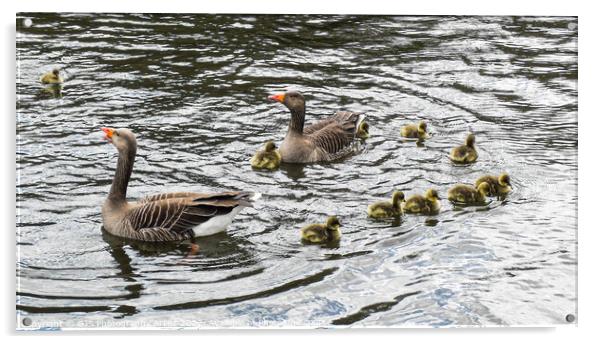 Grey Lag Geese and Goslings Swimming Acrylic by GJS Photography Artist