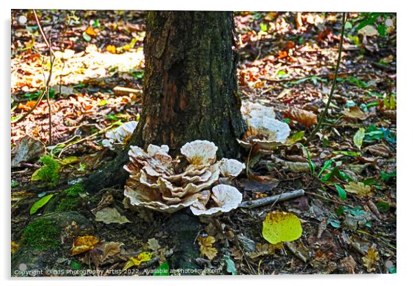 Majestic Autumn Fungi Acrylic by GJS Photography Artist