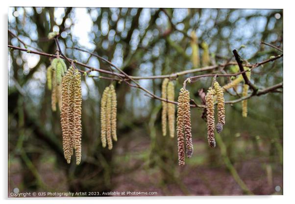 Delicate Catkins Dance in the Wind Acrylic by GJS Photography Artist