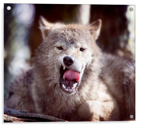 Fangs of a wolf Acrylic by Andrew Bishop