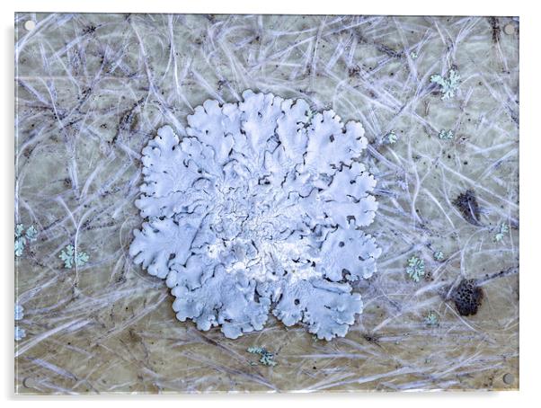 Lichens Acrylic by Antonio Ribeiro