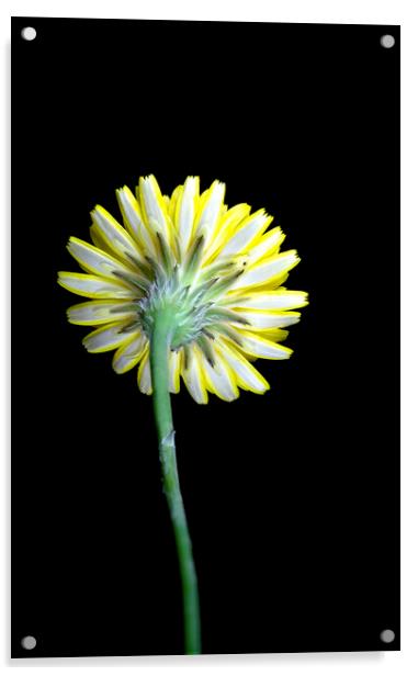 Catsear Bright Yellow Flower  Acrylic by Antonio Ribeiro