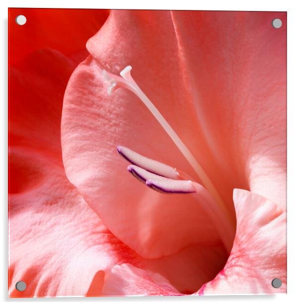 Gladiolus Flower Closeup Acrylic by Antonio Ribeiro