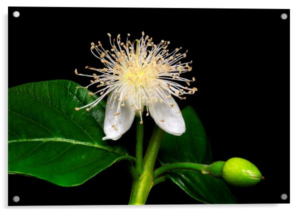Common Guava Tree Flower Acrylic by Antonio Ribeiro