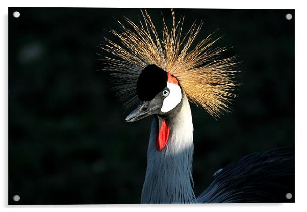 Crowned Crane Acrylic by Geoff Tydeman
