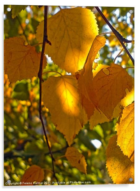 autumn game - Poster view Acrylic by Ferenc Kalmar