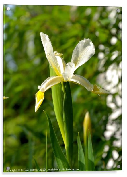 the weeping iris Acrylic by Ferenc Kalmar